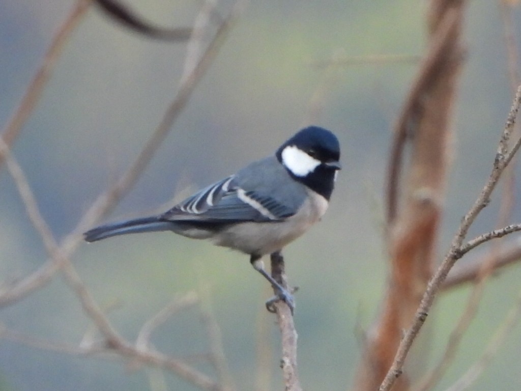 sýkora popelavá - ML646516768