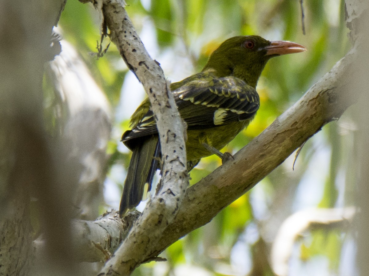 Оливковая иволга - ML646516775