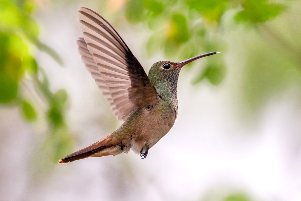Buff-bellied Hummingbird - ML646516776