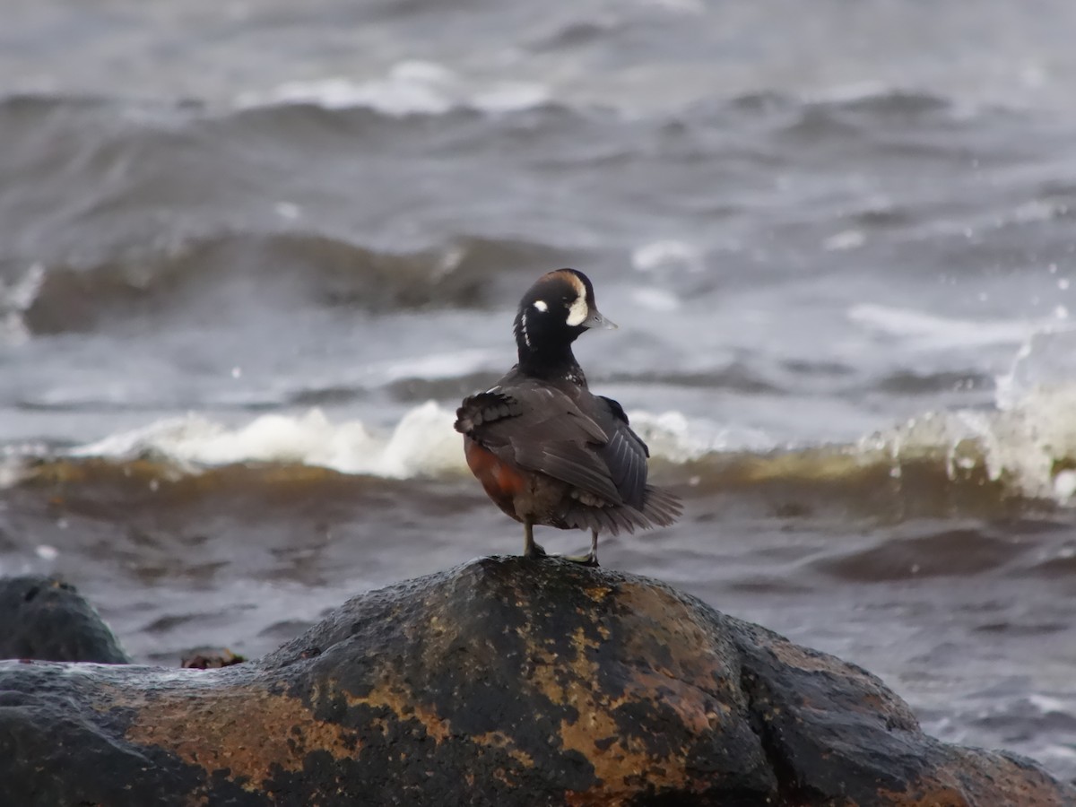 Harlequin Duck - ML646516787