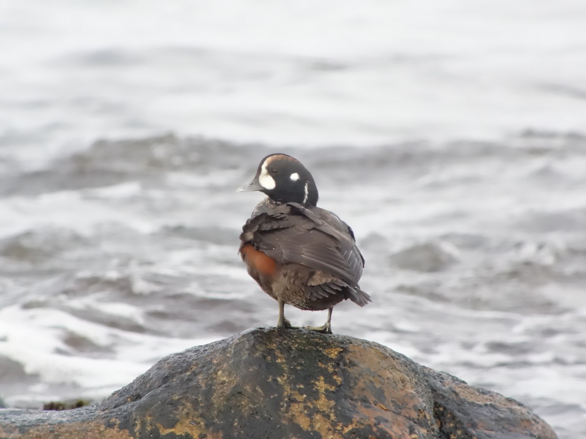 Harlequin Duck - ML646516788