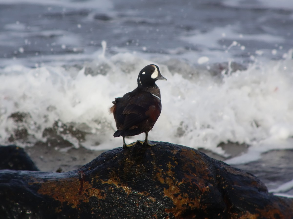 Harlequin Duck - ML646516789