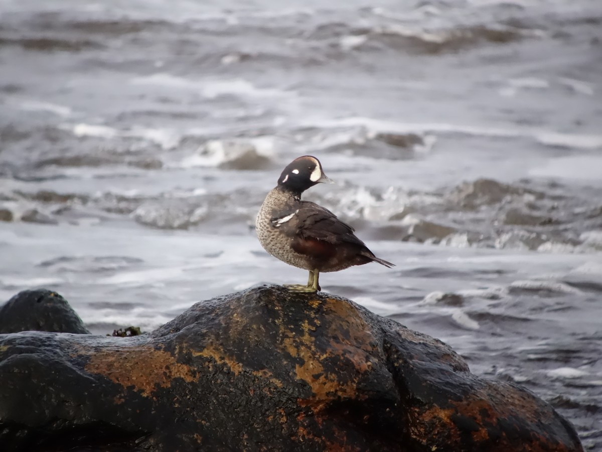 Harlequin Duck - ML646516790