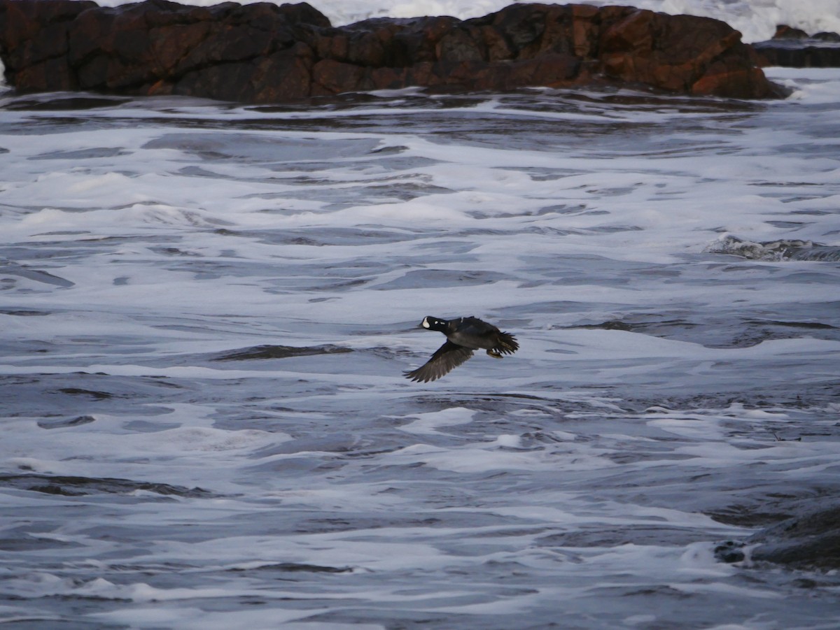 Harlequin Duck - ML646516792