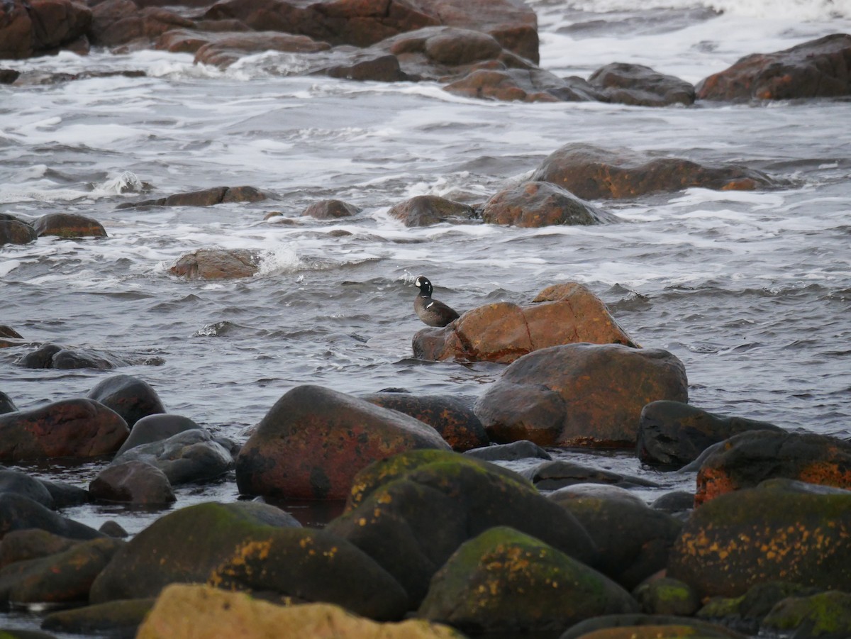 Harlequin Duck - ML646516793