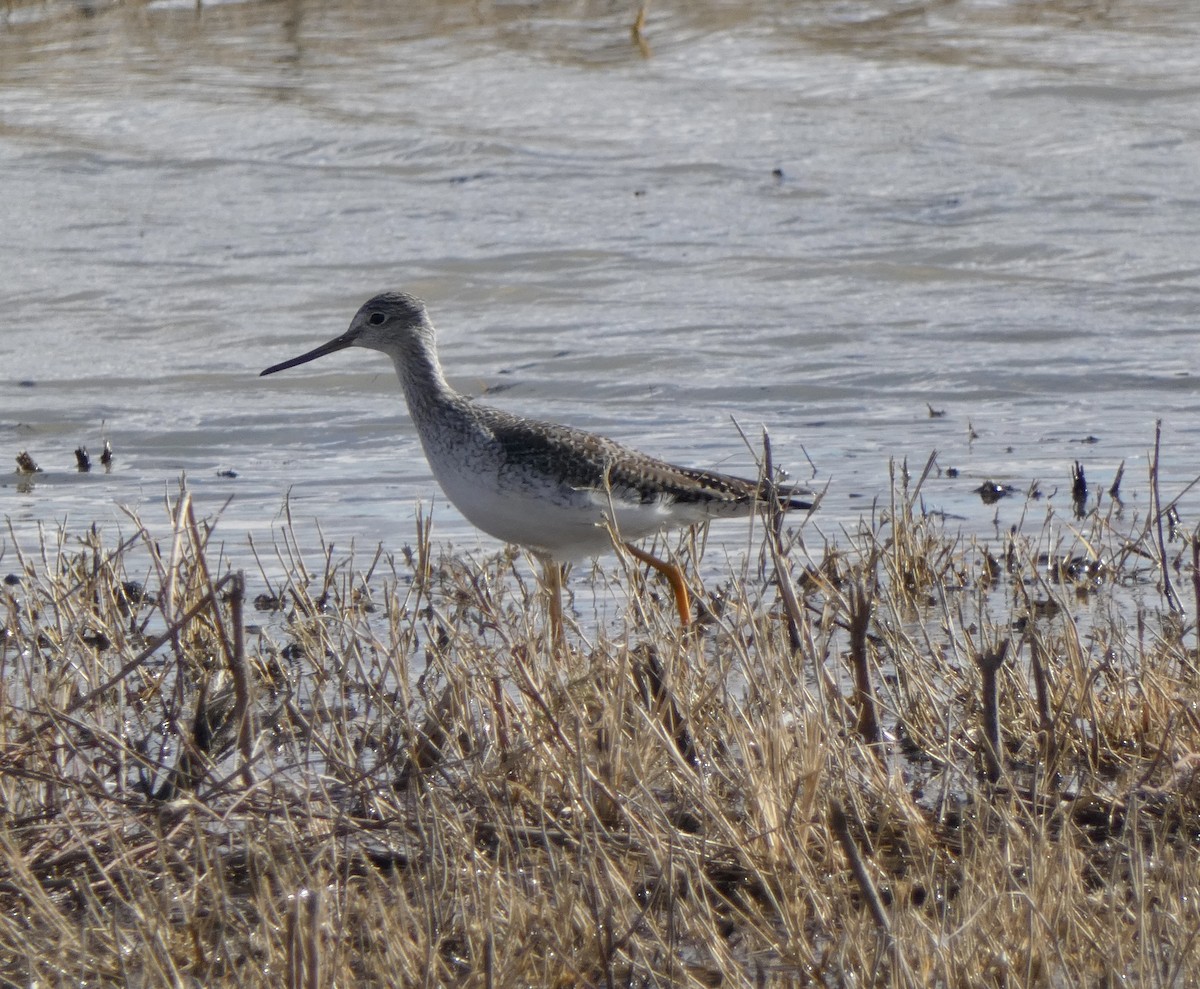 Greater Yellowlegs - ML646516795