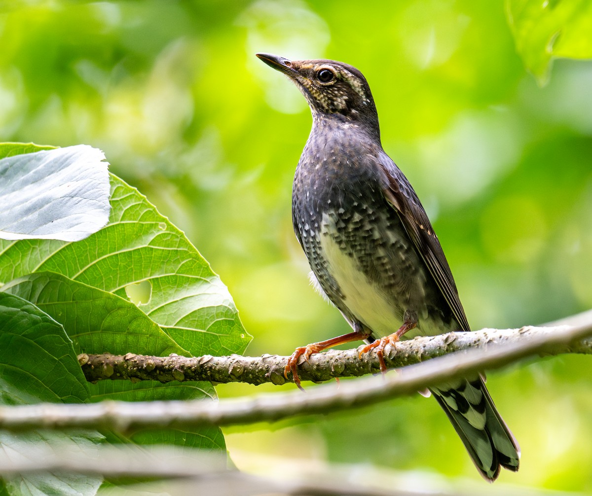 קיכלי סיבירי - ML646516801