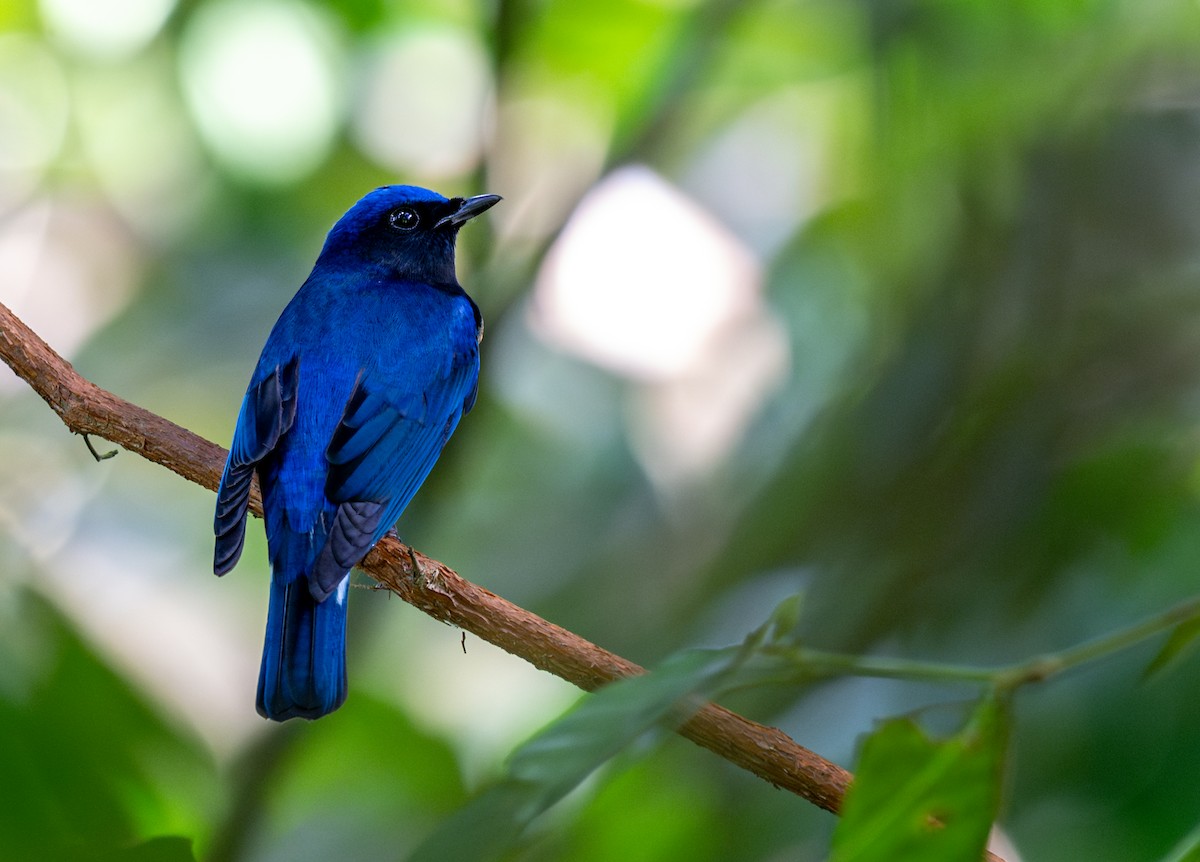 Blue-and-white Flycatcher - ML646516802
