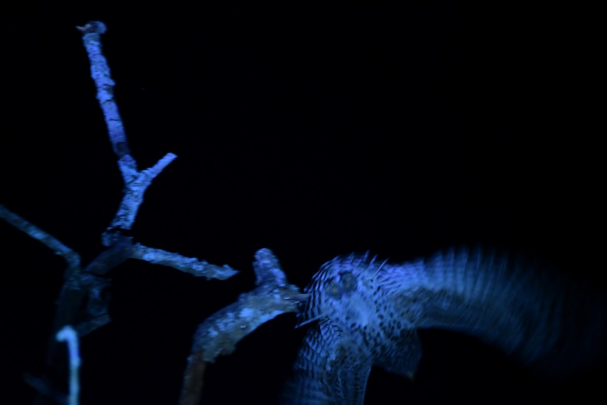 skoghubro - ML646516803