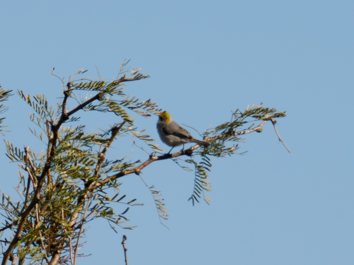 Verdin - ML646516804