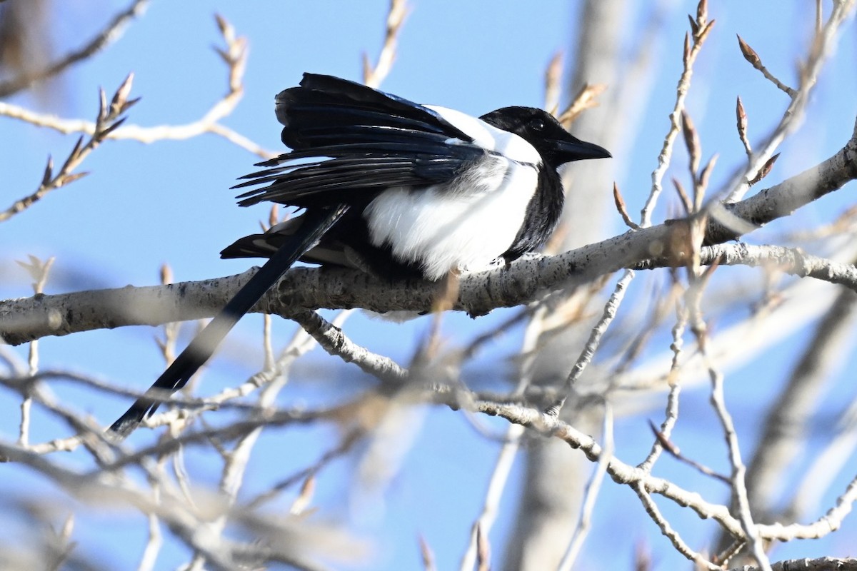 Сорока - ML646516805