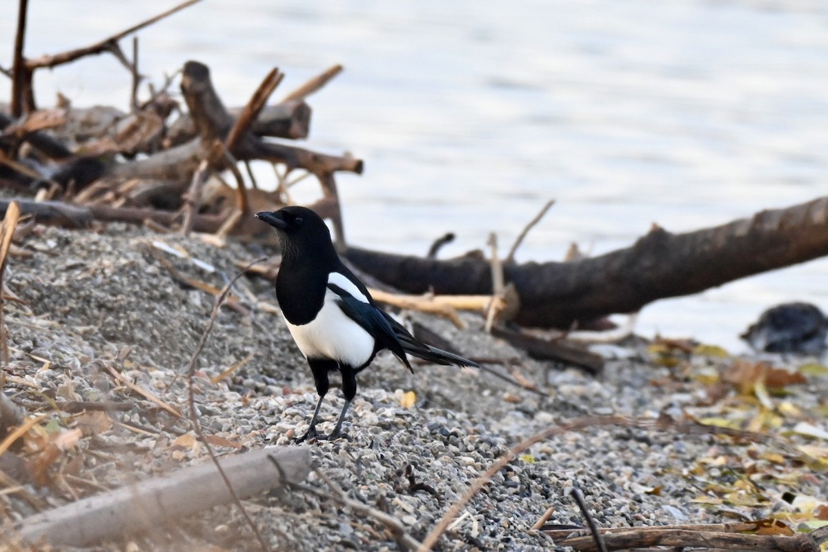 Сорока - ML646516806