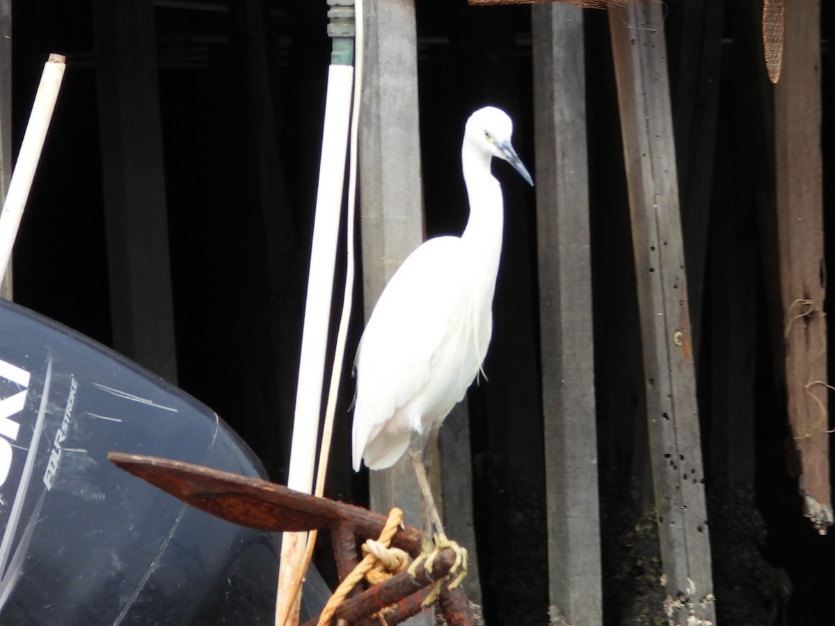 volavka stříbřitá - ML646516807