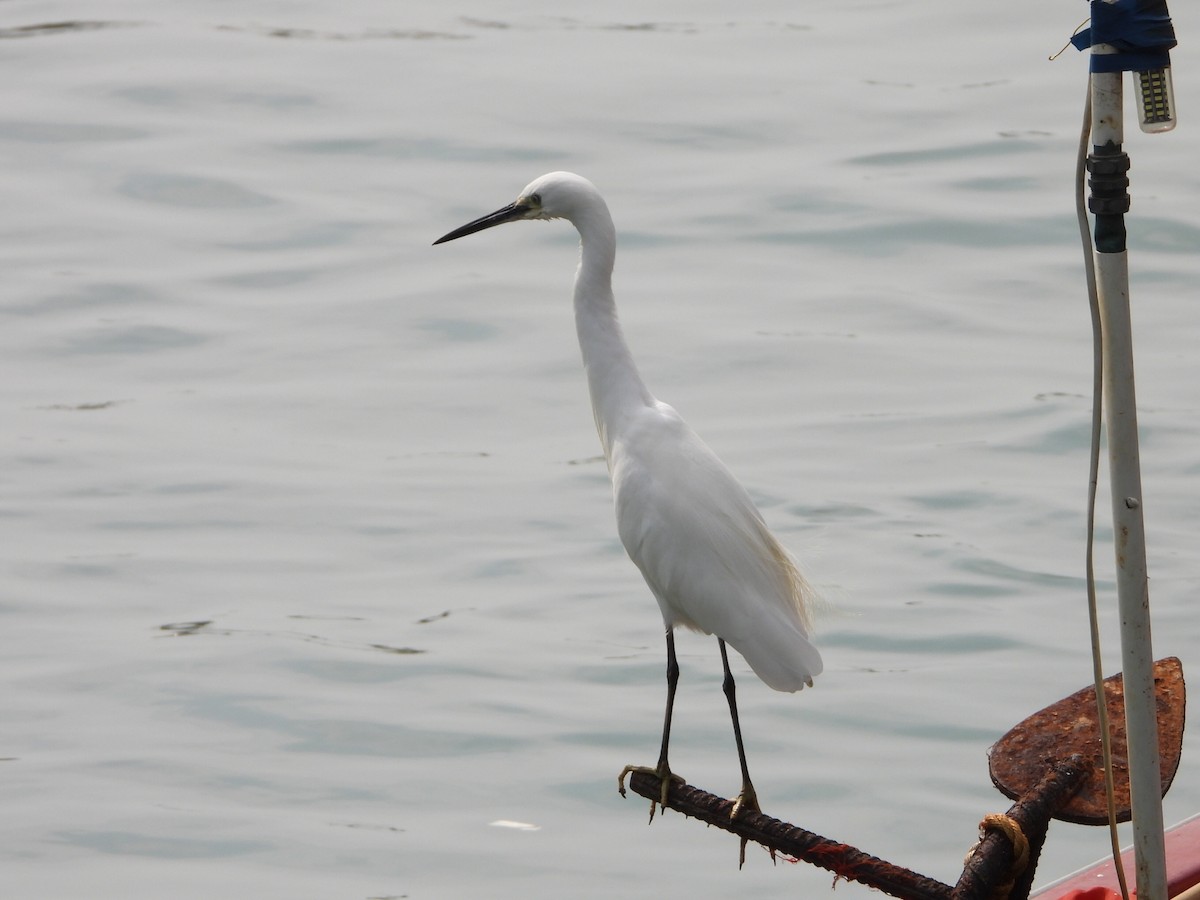 volavka stříbřitá - ML646516808