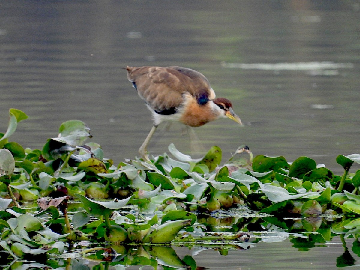 Bronze-winged Jacana - ML646516813