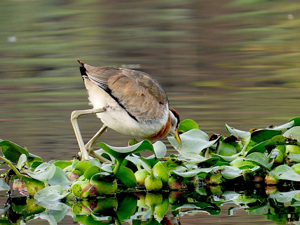 Bronze-winged Jacana - ML646516814