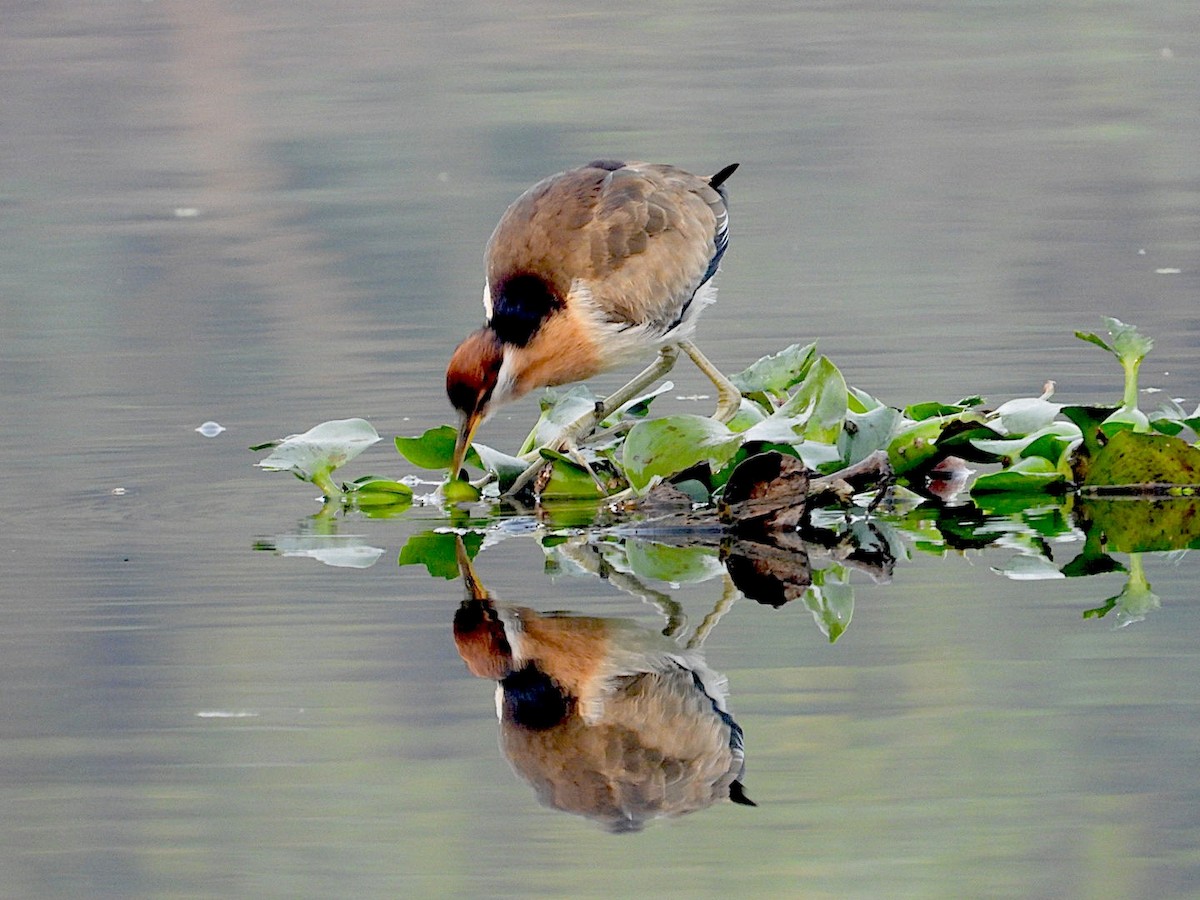 Bronze-winged Jacana - ML646516815