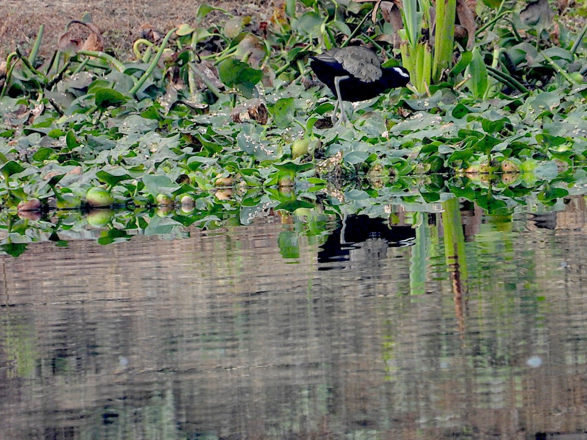 Bronze-winged Jacana - ML646516816