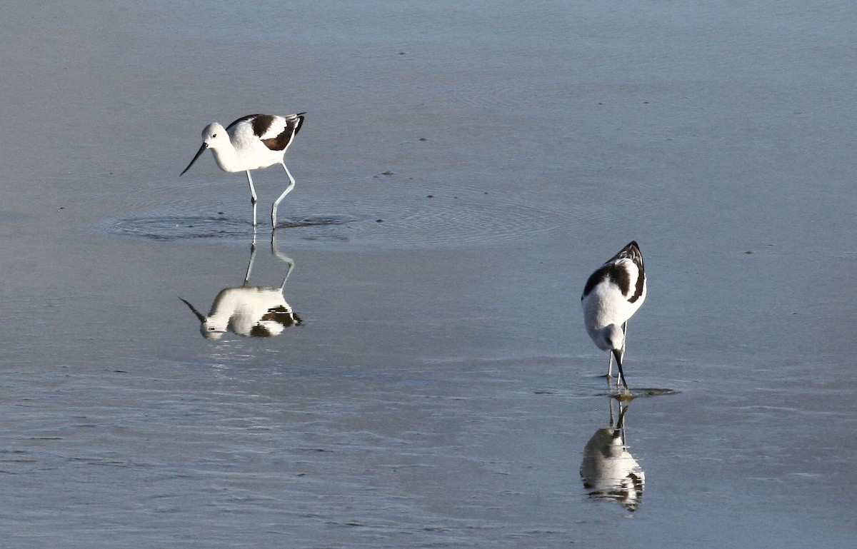 American Avocet - ML646516818