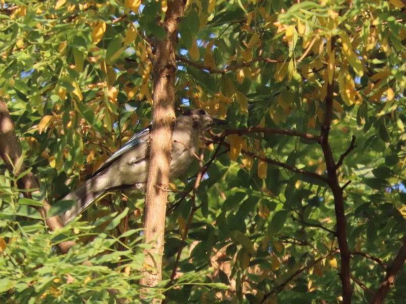 Blue Jay - ML646516819