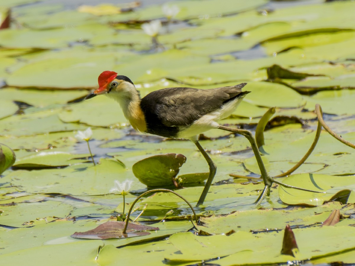 Шлемоносная якана - ML646516823