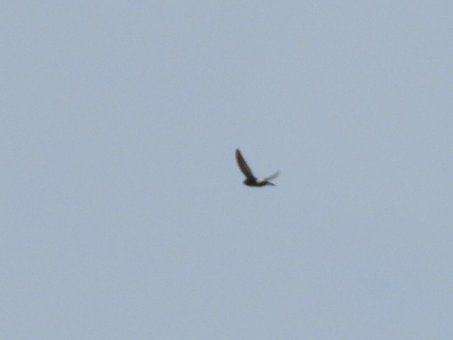 House Swift - ML646516826