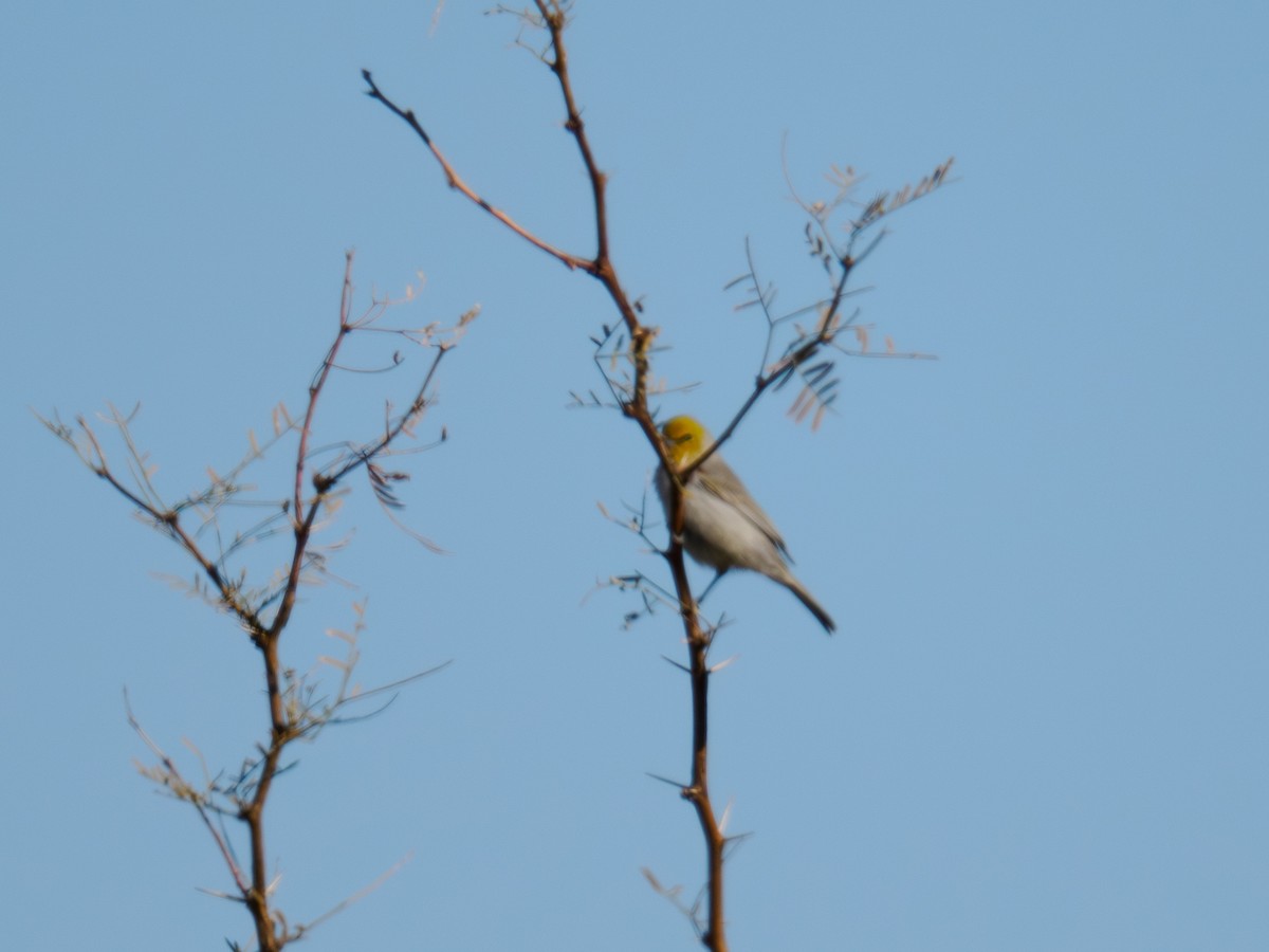Verdin - ML646516828