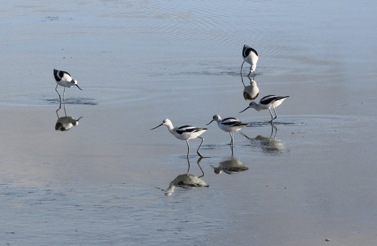 American Avocet - ML646516831