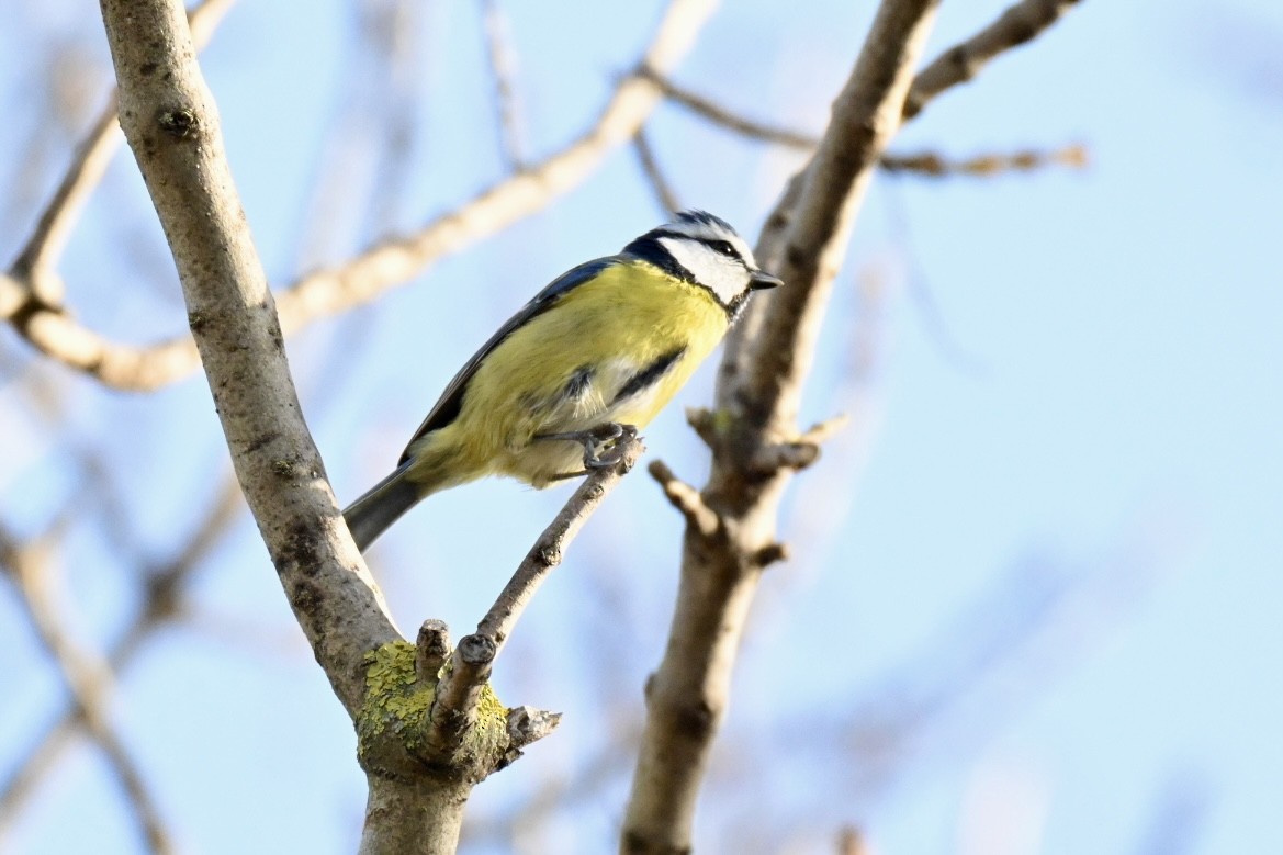 Лазоревка - ML646516843