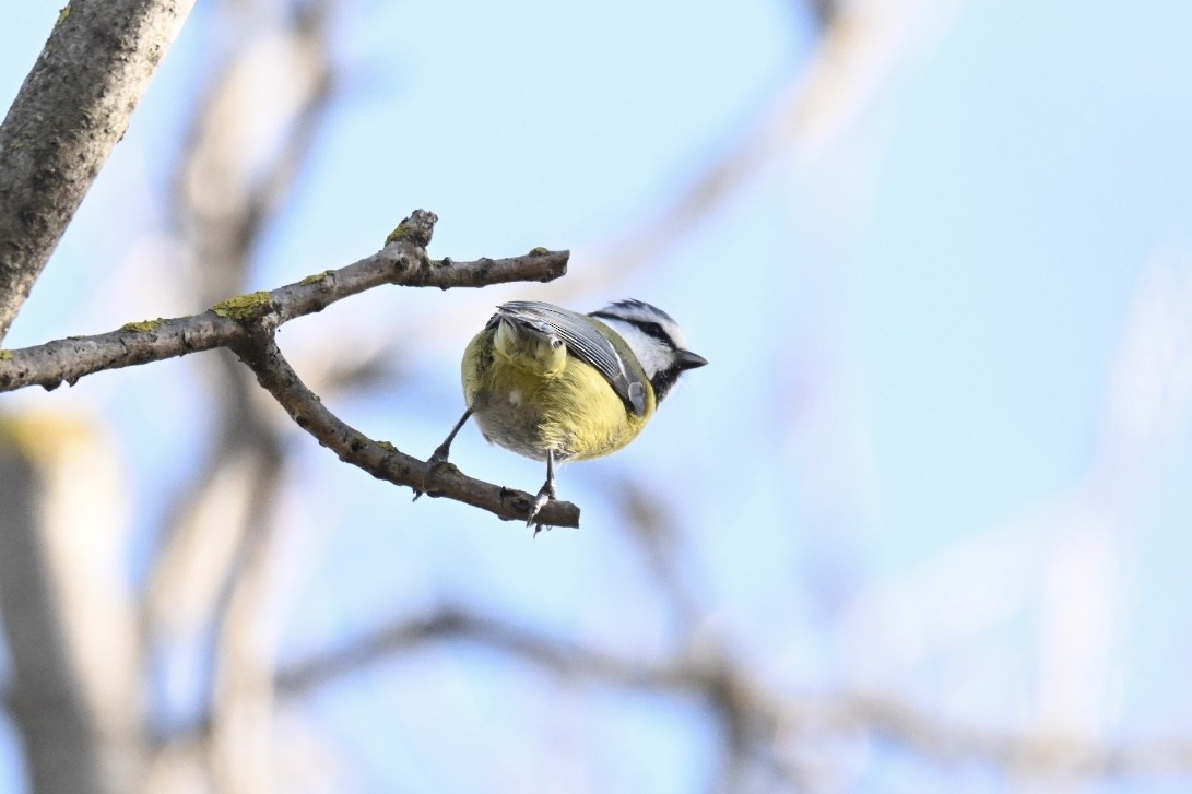 Лазоревка - ML646516844