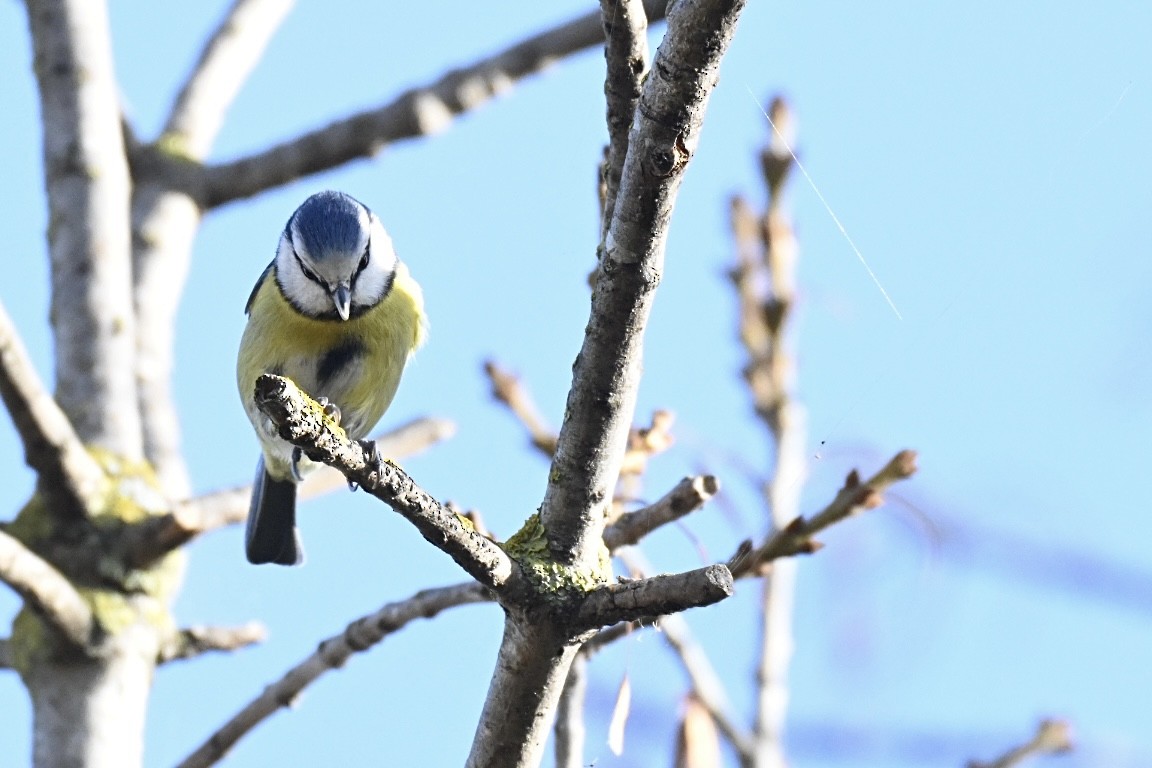 Лазоревка - ML646516845