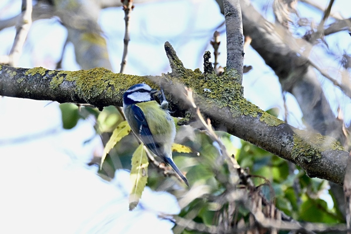 Лазоревка - ML646516846