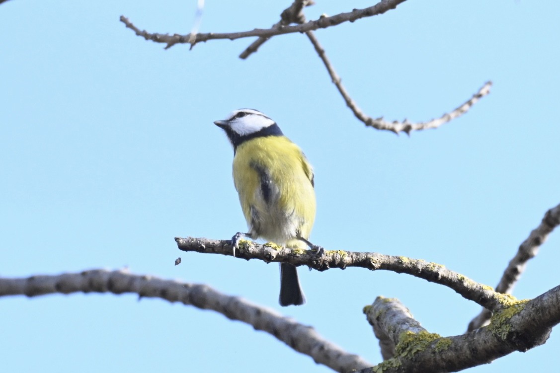 Лазоревка - ML646516847