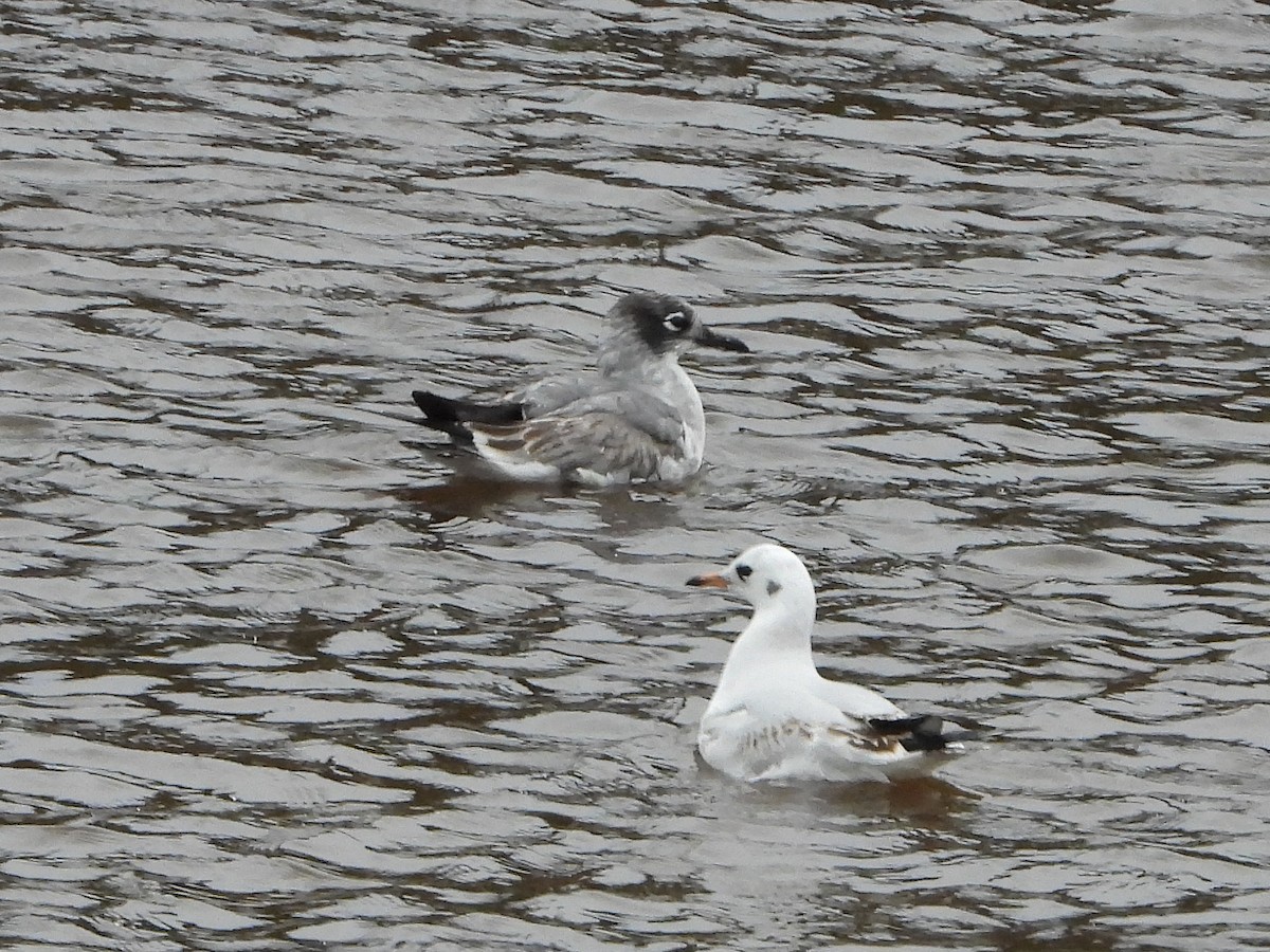 Gabbiano di Franklin - ML646516848