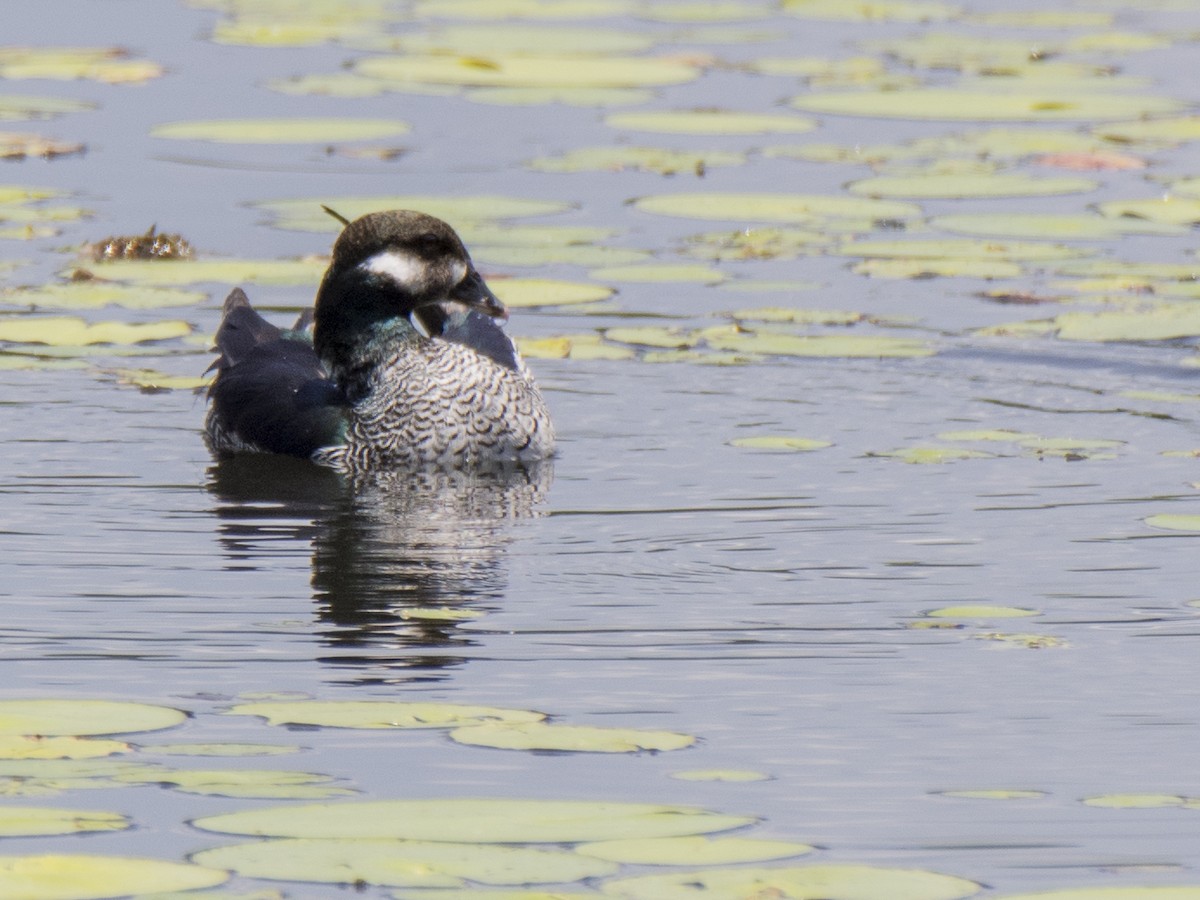 Австралийский блестящий чирок - ML646516849