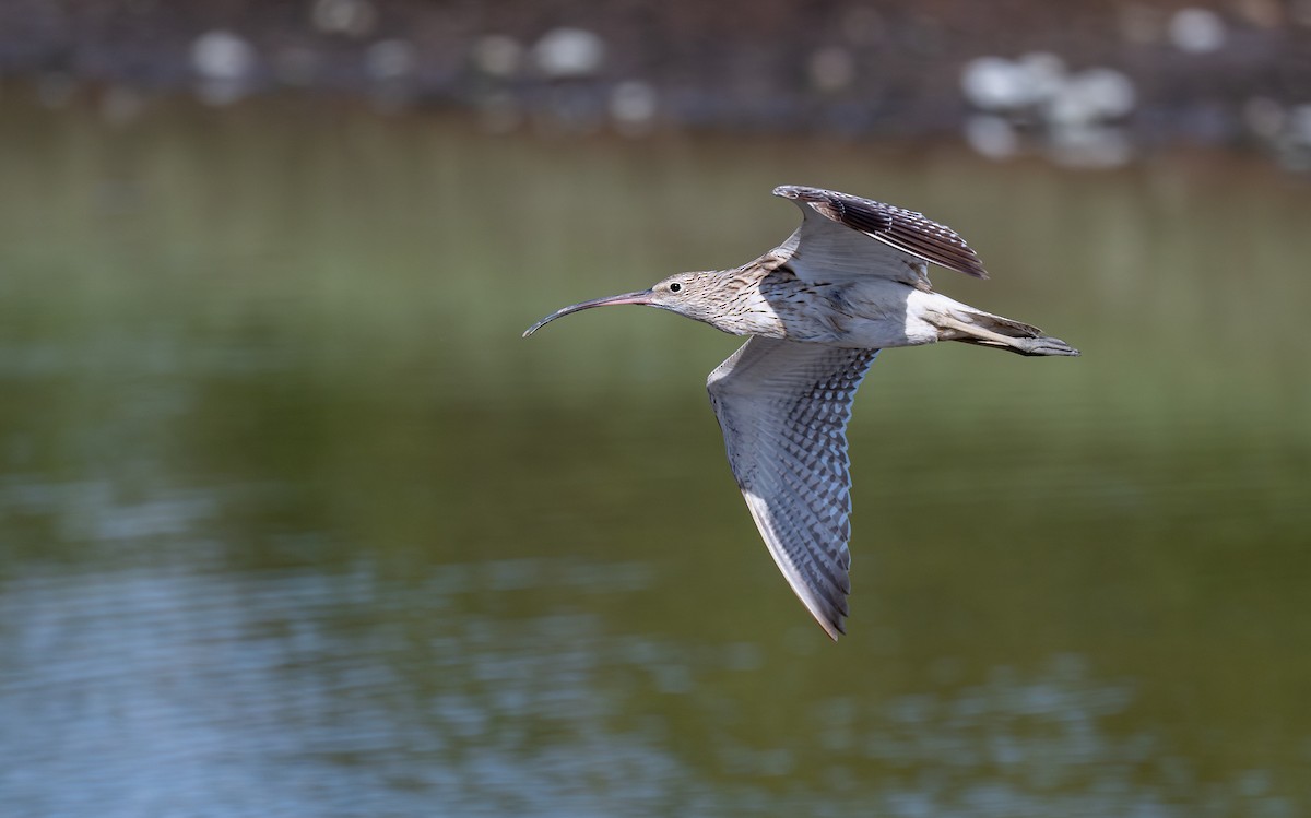 חרמשון גדול - ML646516850