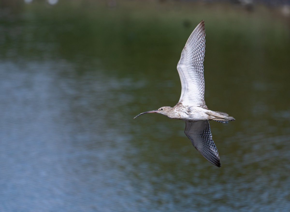 חרמשון גדול - ML646516851