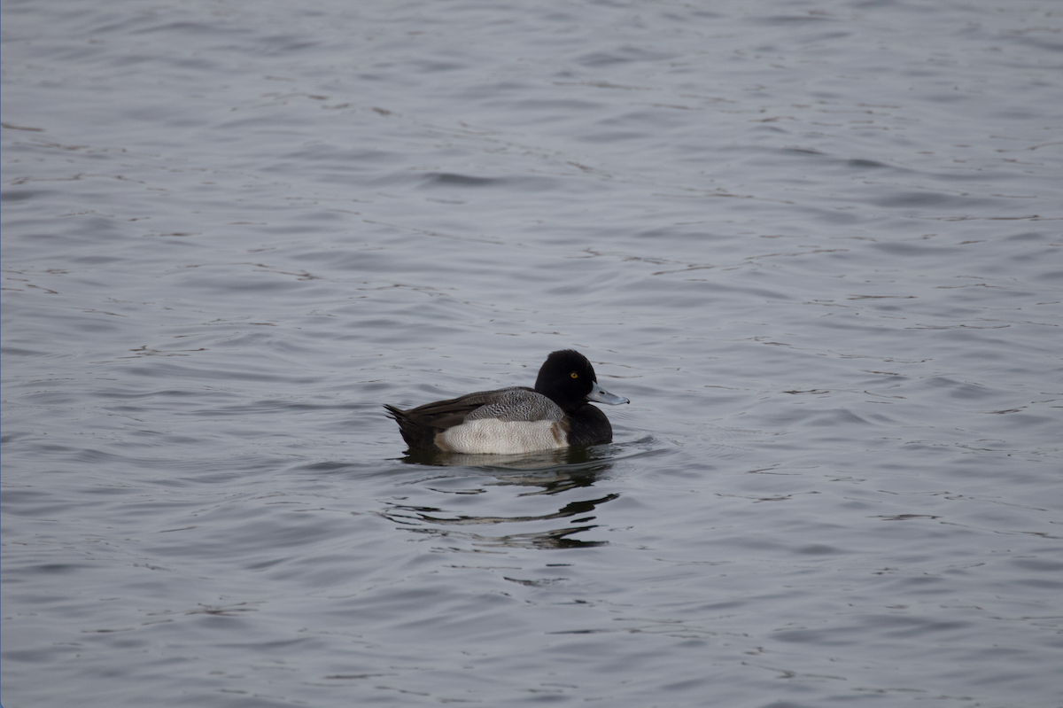 コスズガモ - ML646516852