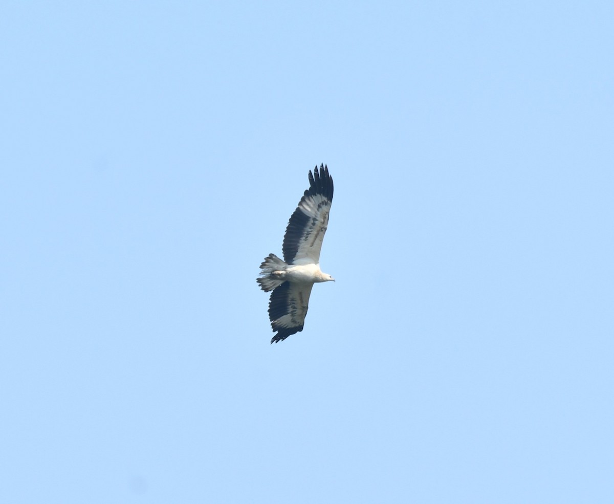 White-bellied Sea-Eagle - ML646516853