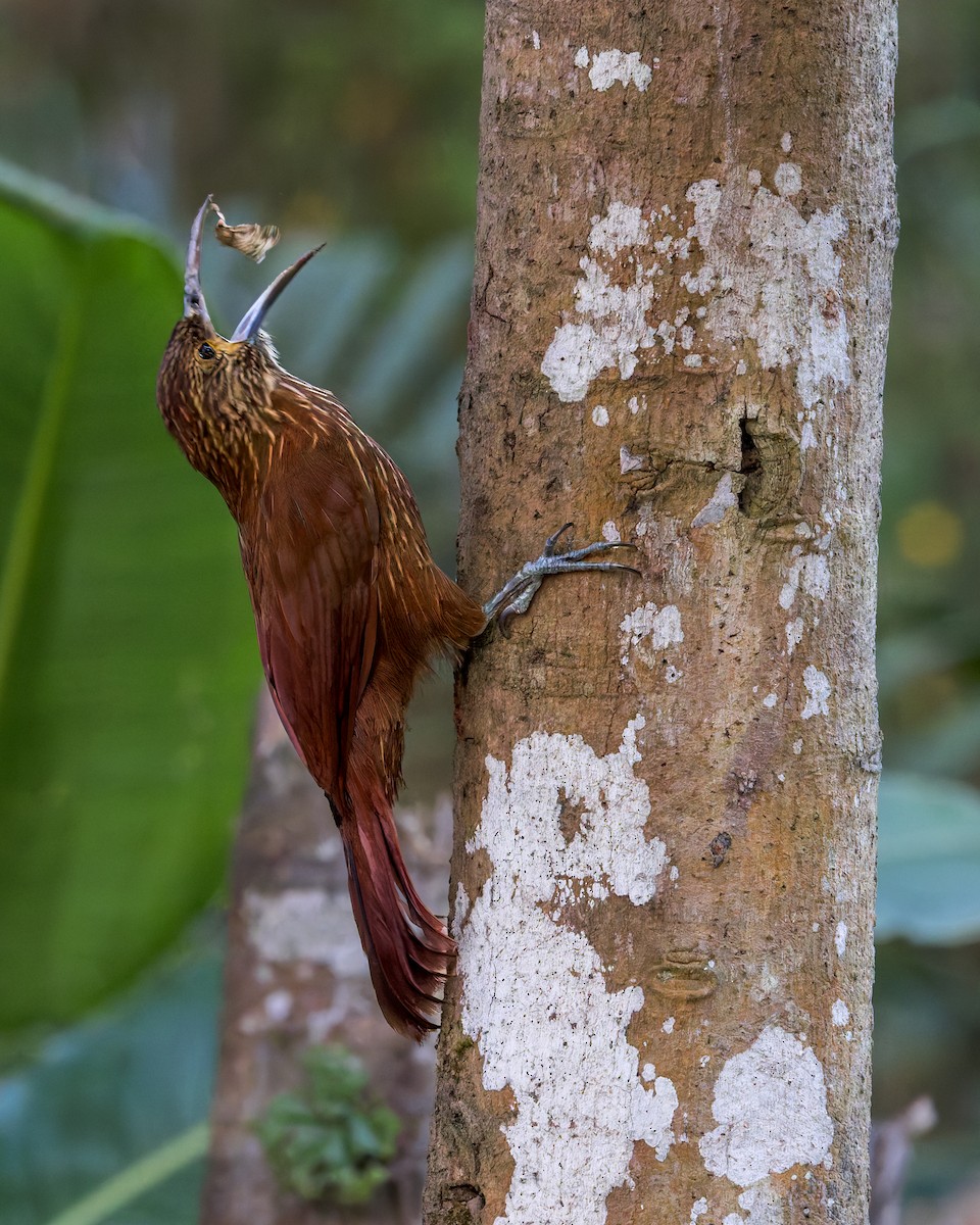 Strong-billed Woodcreeper - ML646516855