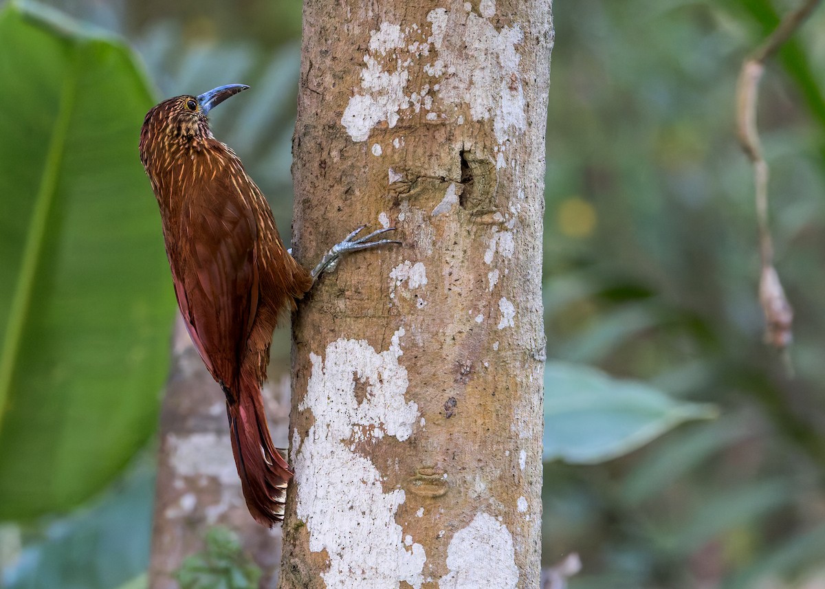 Strong-billed Woodcreeper - ML646516856