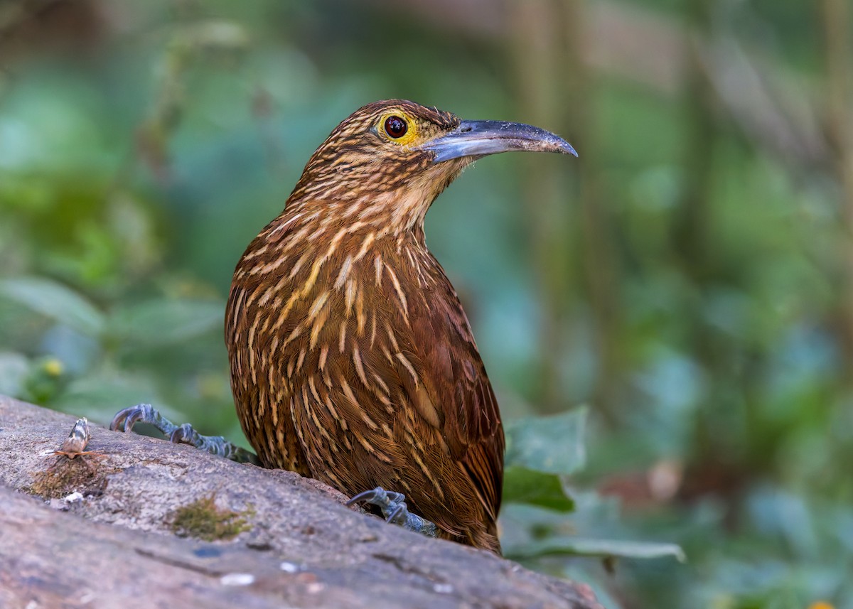 Strong-billed Woodcreeper - ML646516858
