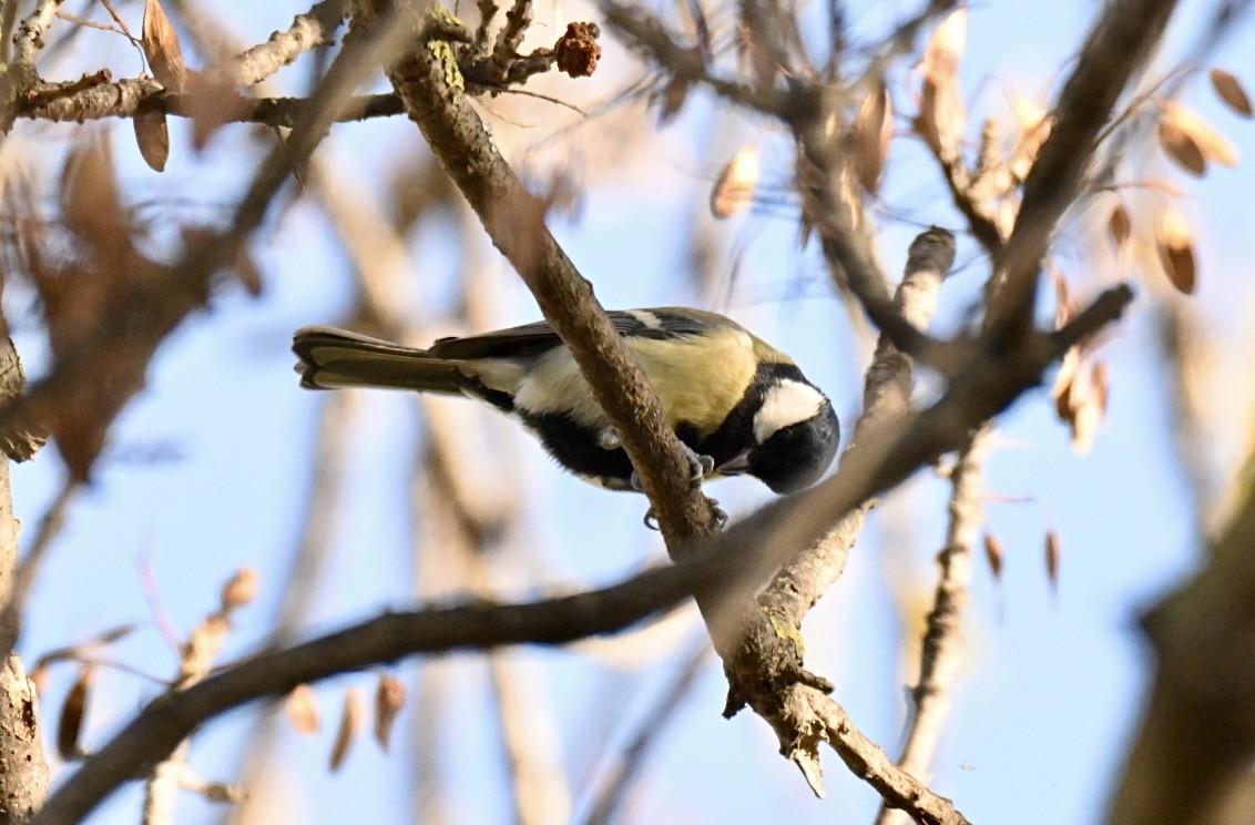 Большая синица - ML646516859