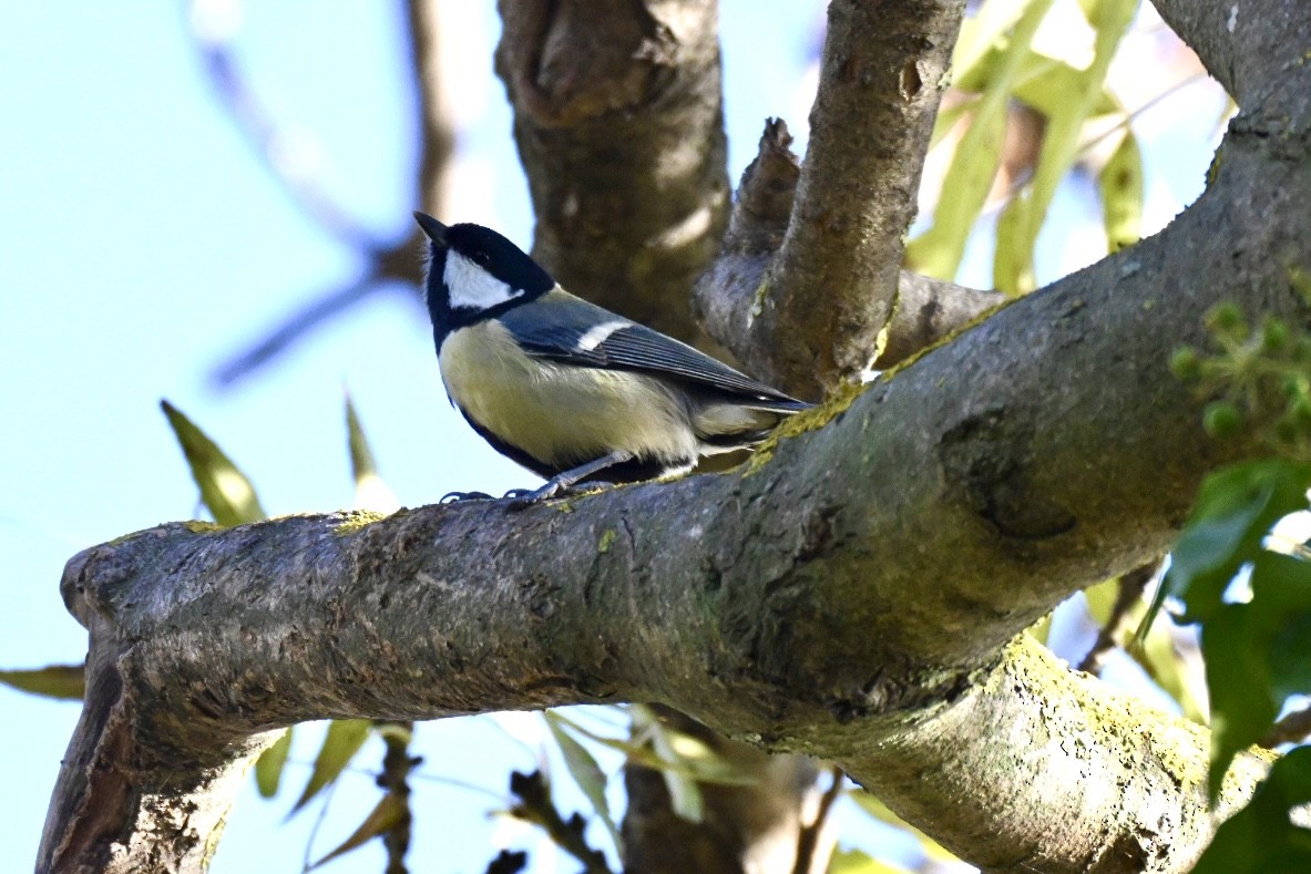 Большая синица - ML646516860