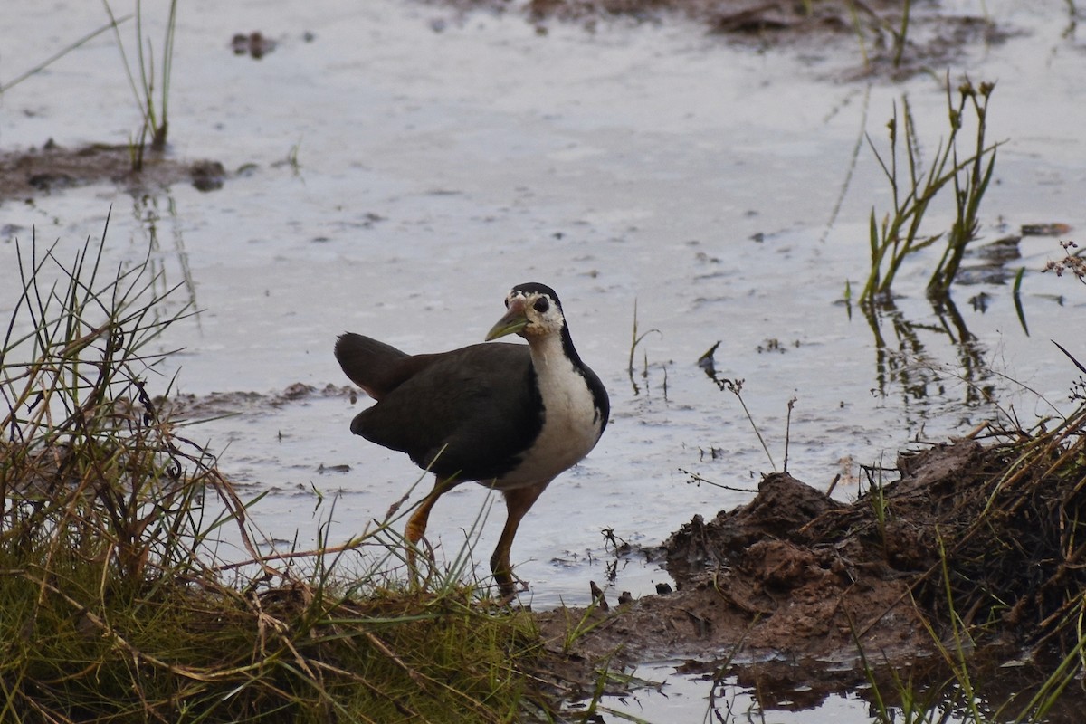 White-breasted Waterhen - ML646516862