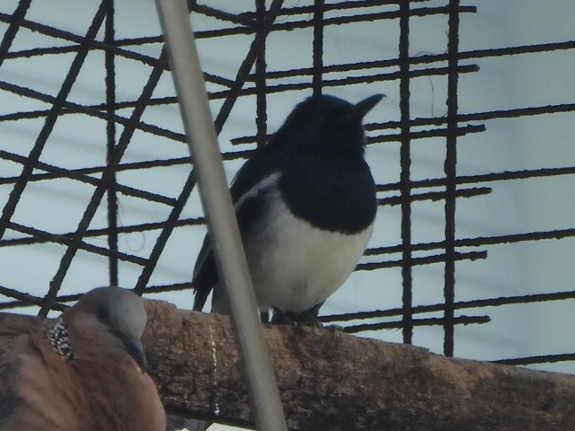 Oriental Magpie-Robin - ML646516864