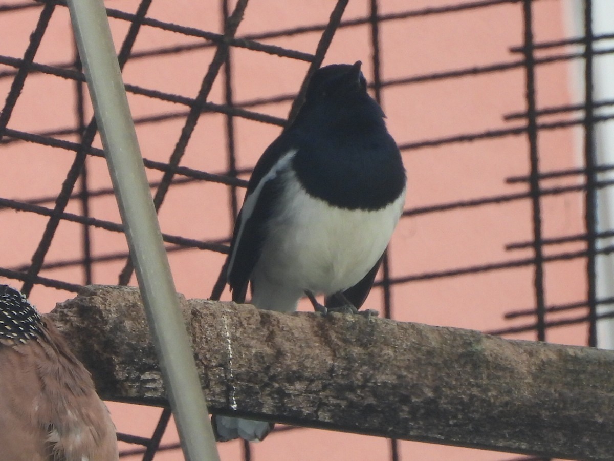 Oriental Magpie-Robin - ML646516865