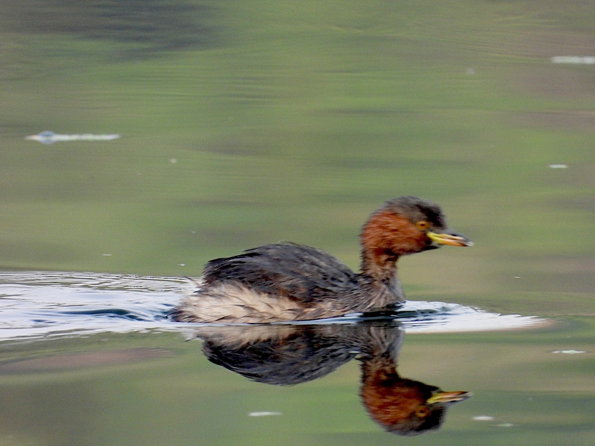 Little Grebe - ML646516869