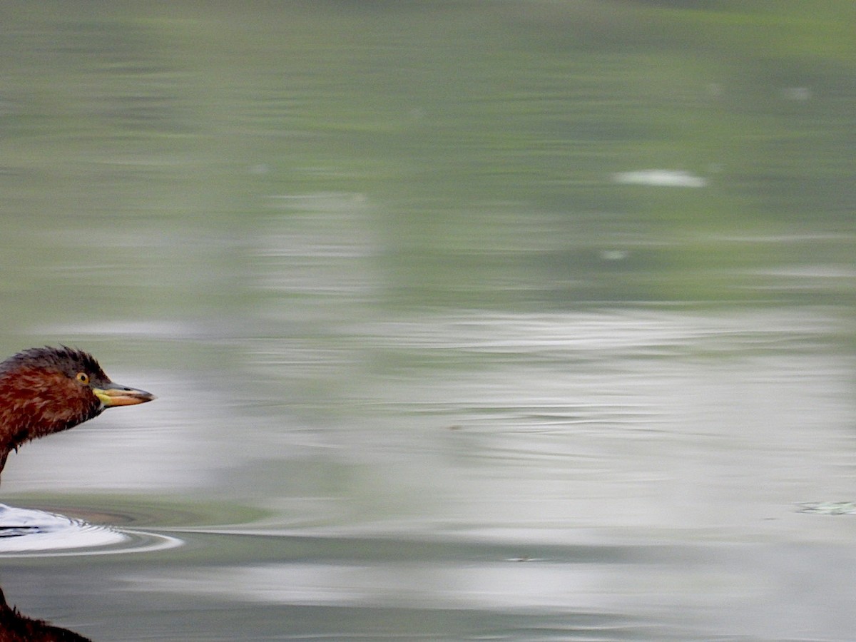 Little Grebe - ML646516870