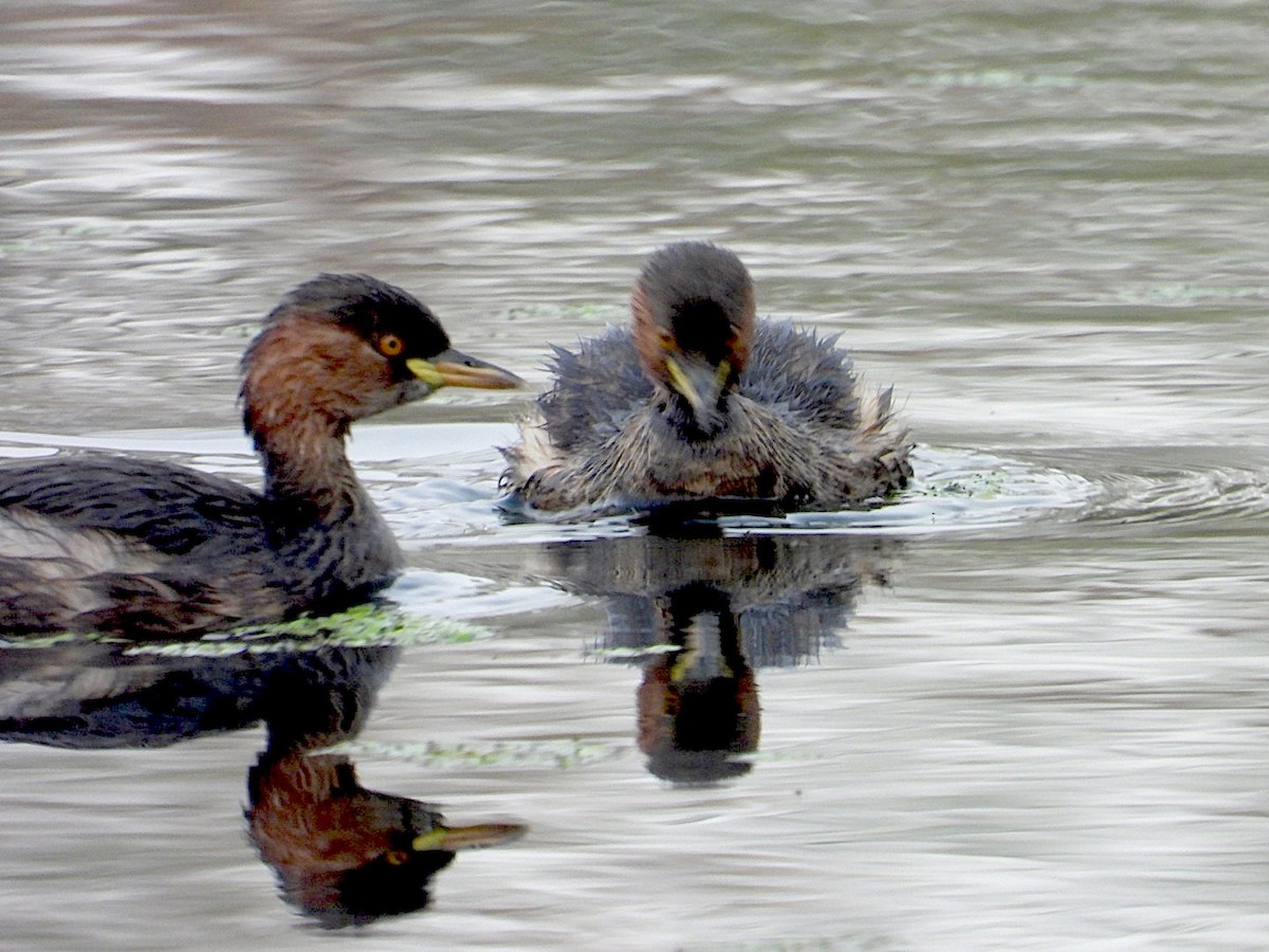 Little Grebe - ML646516871